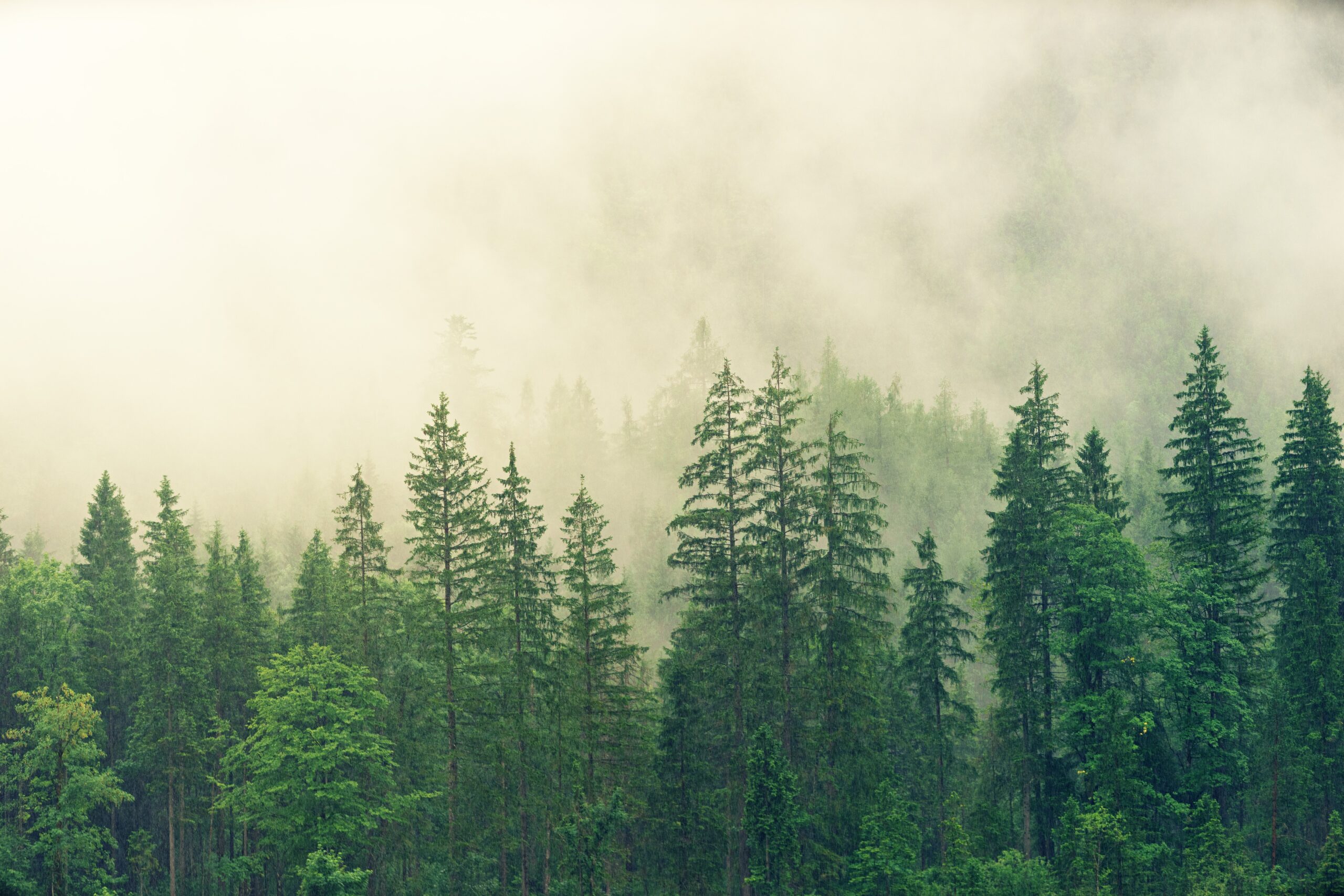 fog-3622519